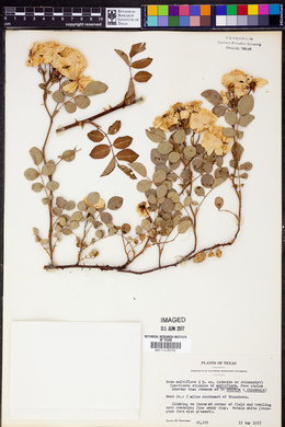 Rosa multiflora image