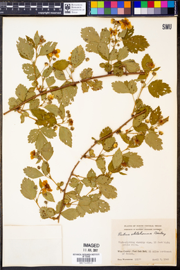 Image of Rubus oklahomus