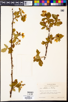 Rubus oklahomus image