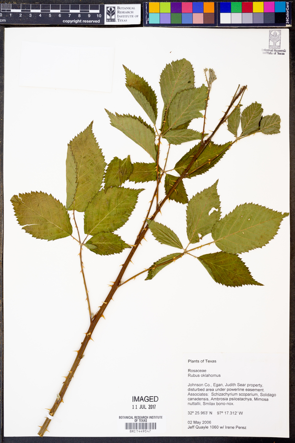 Rubus oklahomus image