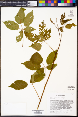 Rubus argutus image