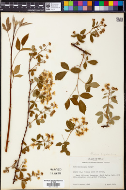 Rubus argutus image