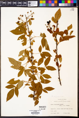 Rubus argutus image