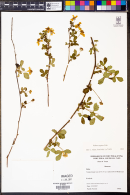 Rubus argutus image