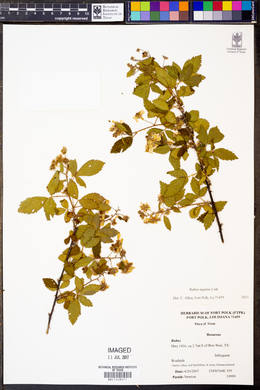 Rubus argutus image