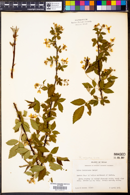 Rubus argutus image