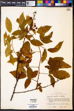 Rubus argutus image