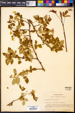 Rubus argutus image