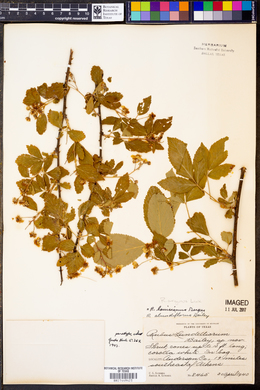 Rubus argutus image