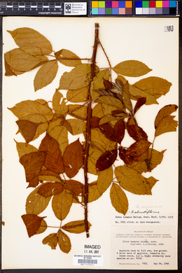 Rubus argutus image