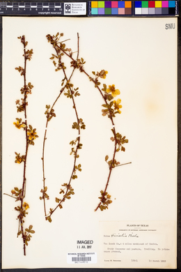 Rubus trivialis image