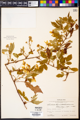 Rubus lundelliorum image