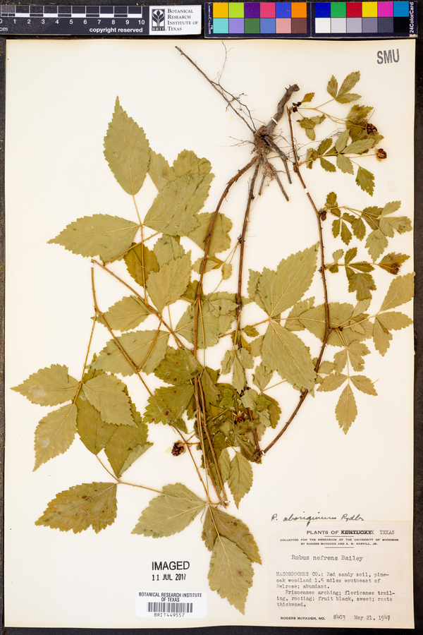 Rubus nefrens image