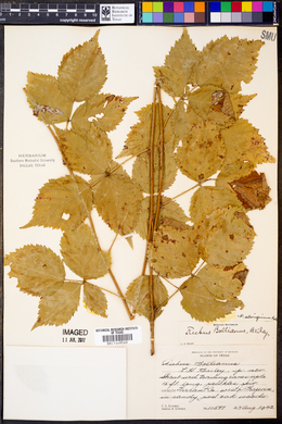 Rubus bollianus image