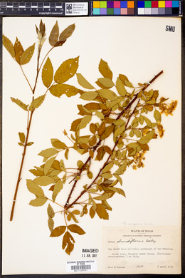 Rubus argutus image