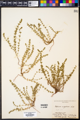 Galium virgatum image