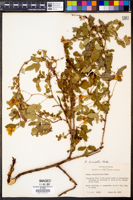 Rubus carpinifolius image
