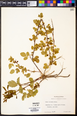 Rubus trivialis image