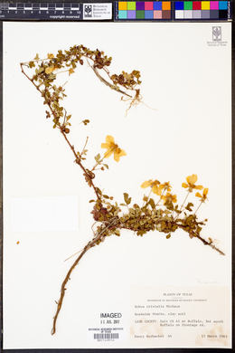 Rubus trivialis image