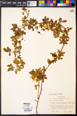 Image of Rubus carpinifolius