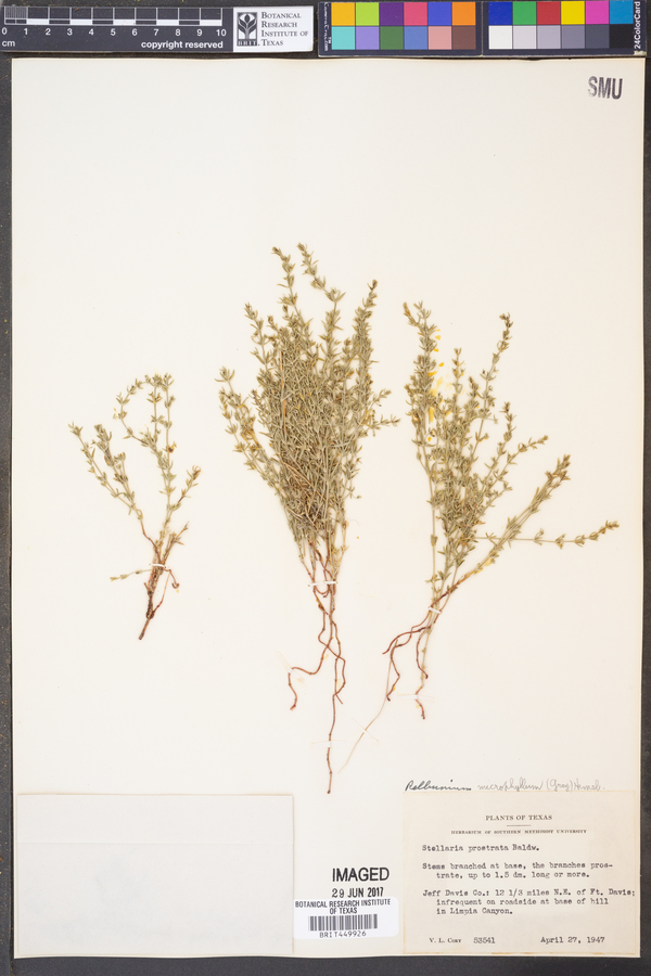 Stellaria prostrata image