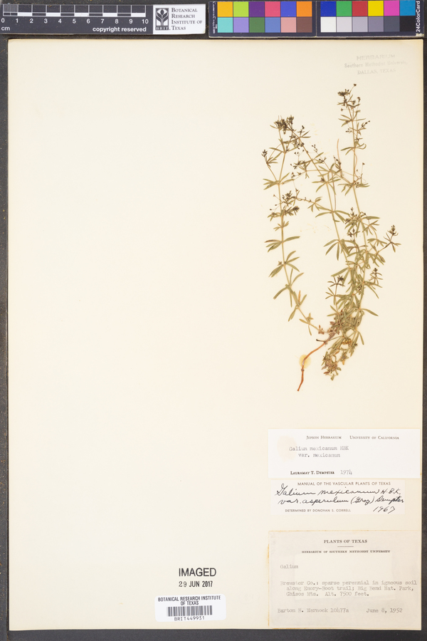 Galium mexicanum var. mexicanum image