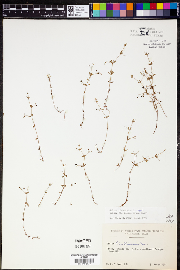 Galium tinctorium subsp. floridanum image