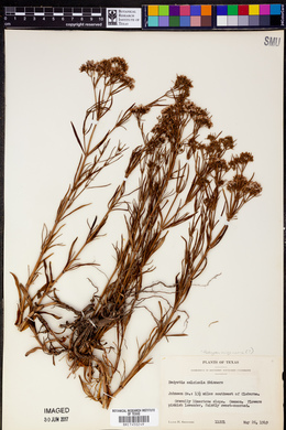 Stenaria nigricans image