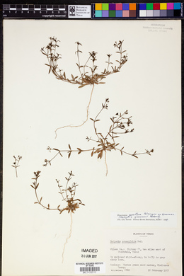 Houstonia parviflora image