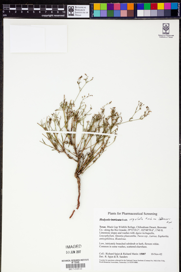 Stenaria rupicola image