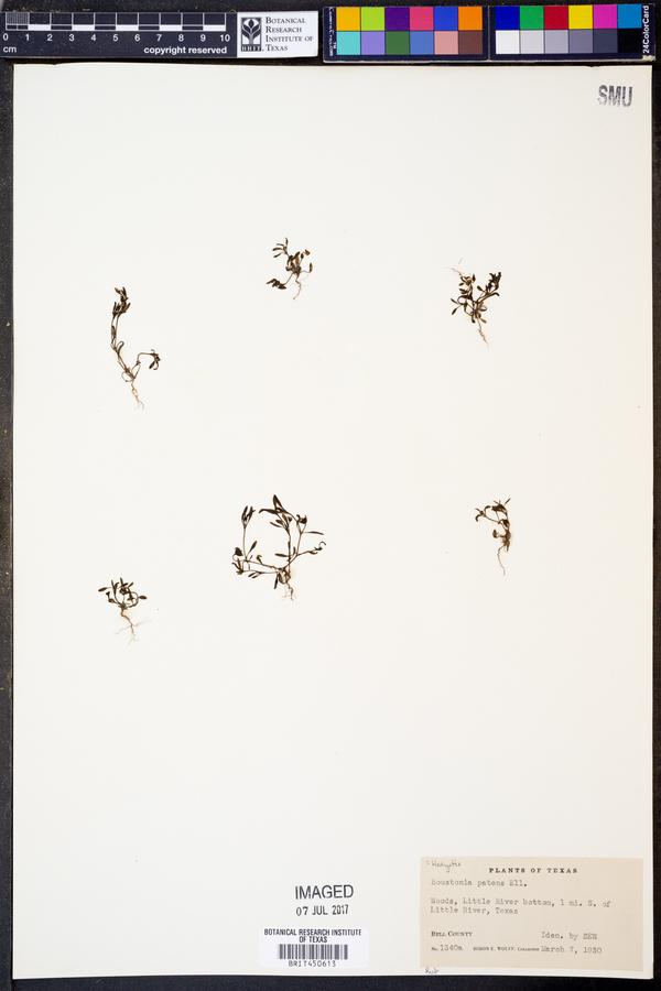 Hedyotis patens image