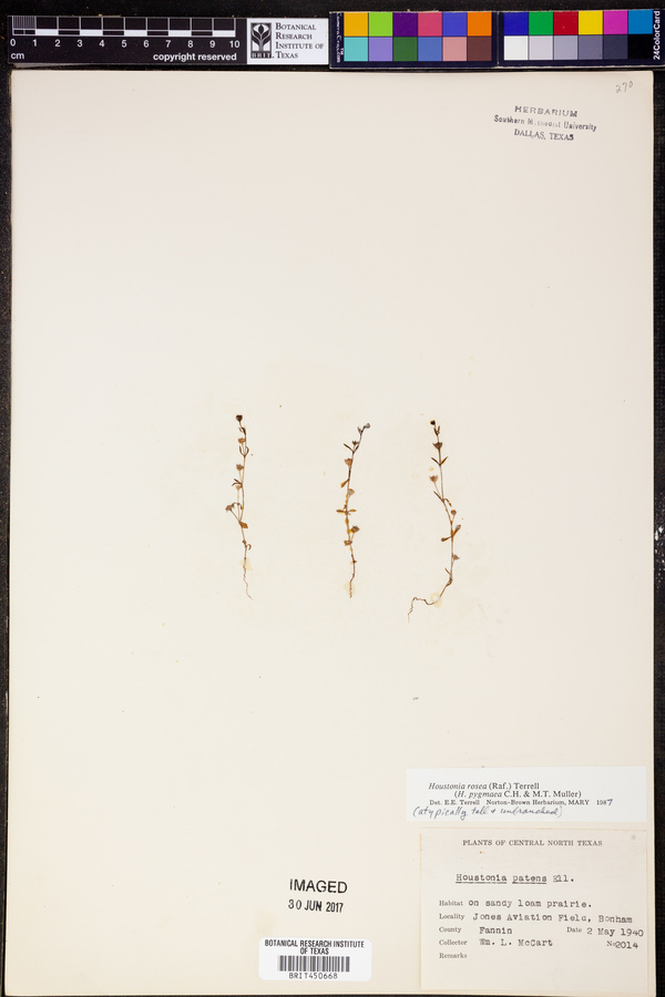 Houstonia rosea image