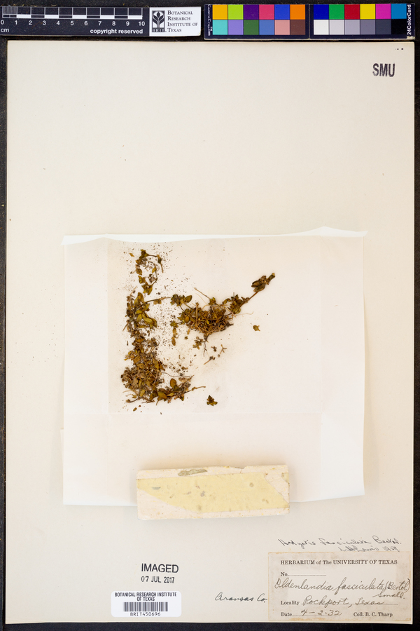 Hedyotis fasciculata image