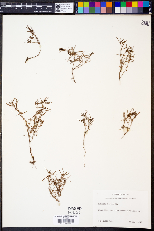 Hedyotis boscii image