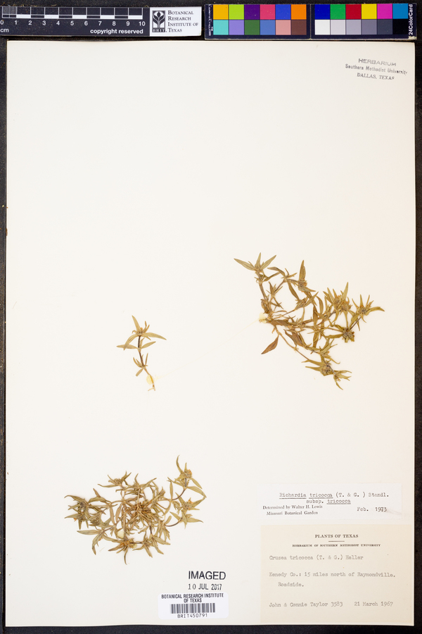 Richardia tricocca subsp. tricocca image