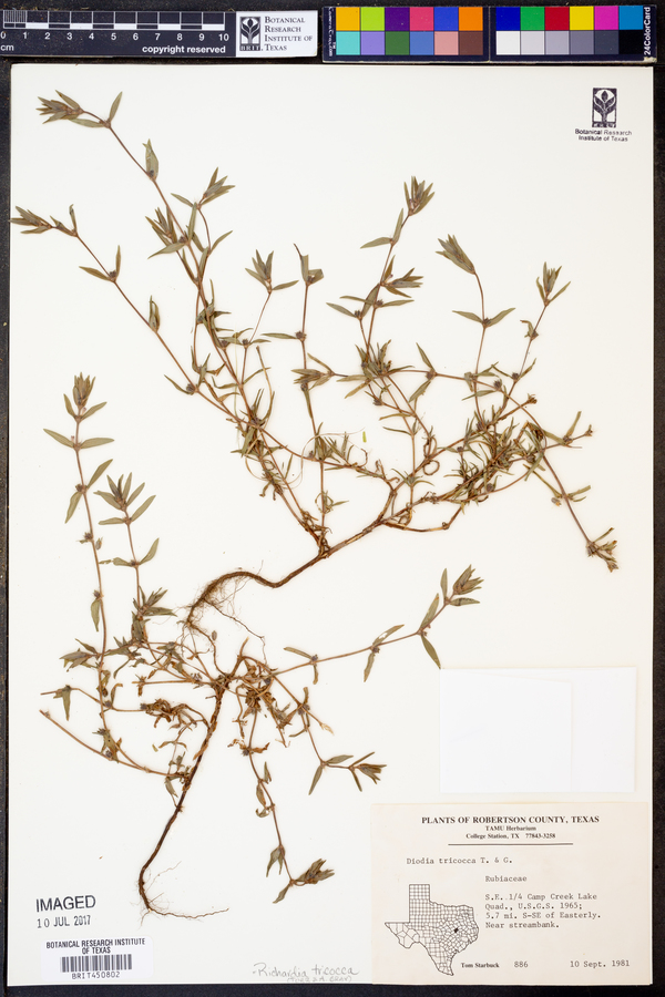 Diodia tricocca image
