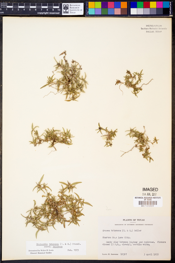 Crusea tricocca image