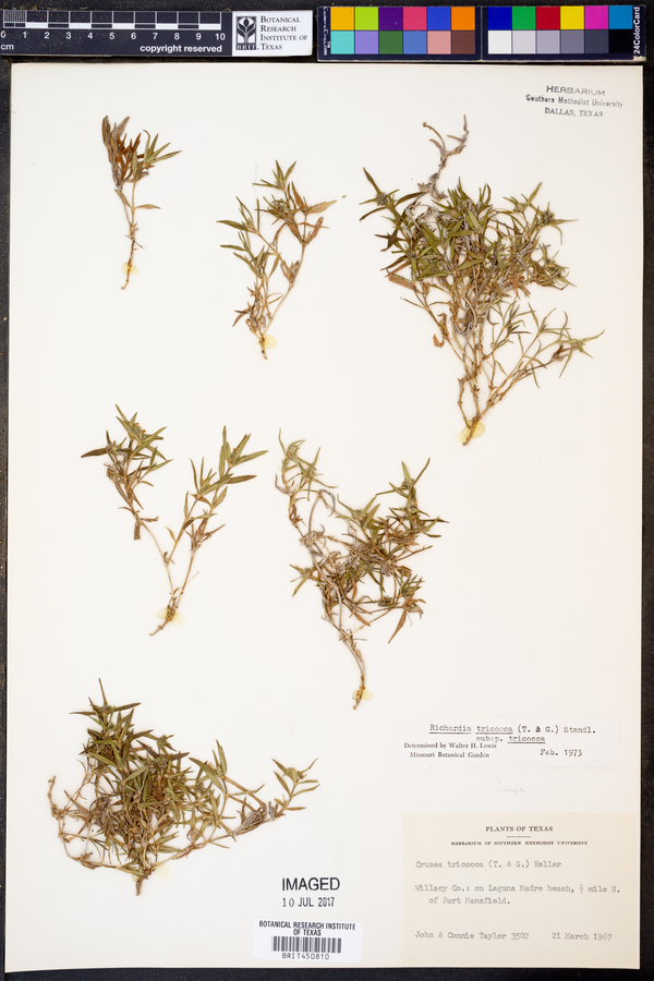Richardia tricocca subsp. tetracocca image