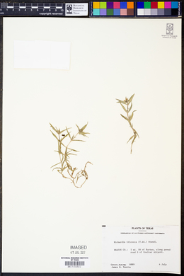 Richardia tricocca image