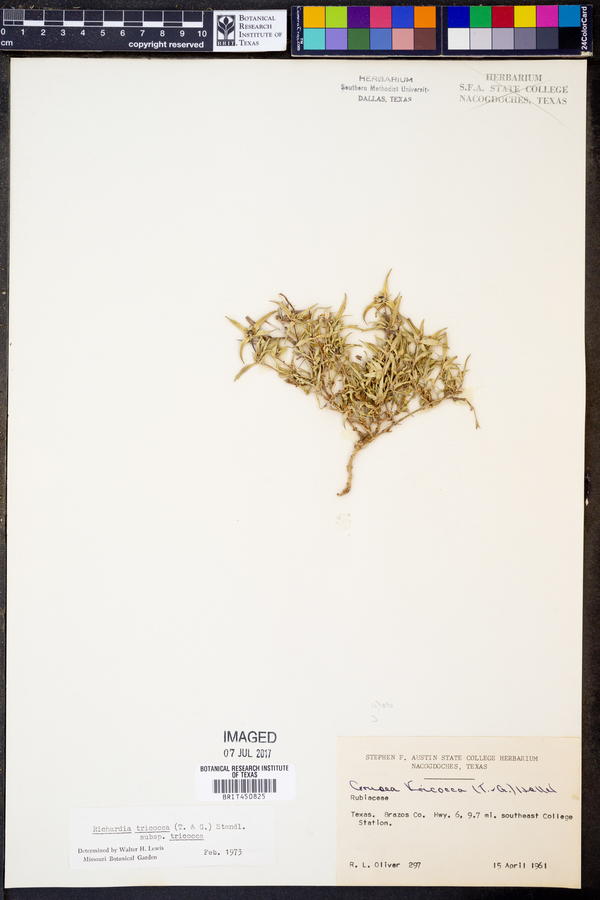 Richardia tricocca subsp. tetracocca image