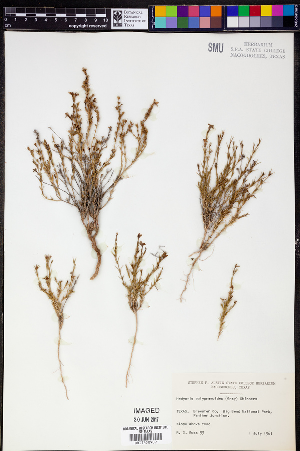 Hedyotis polypremoides image