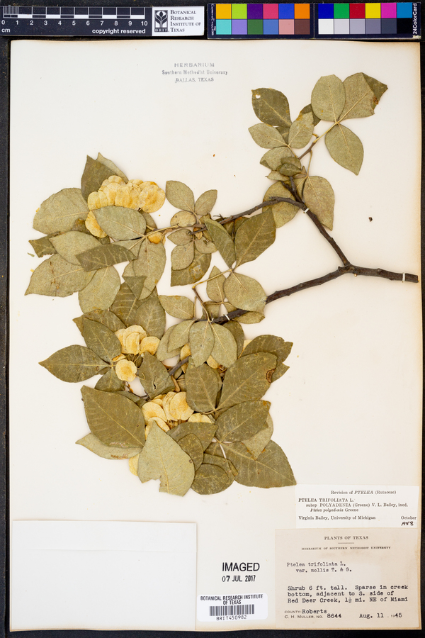 Ptelea trifoliata subsp. polyadenia image