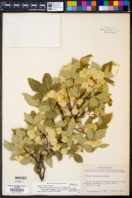 Ptelea trifoliata subsp. polyadenia image
