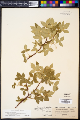 Ptelea trifoliata subsp. polyadenia image