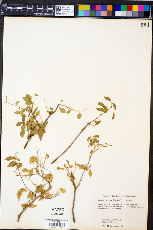 Amyris texana image