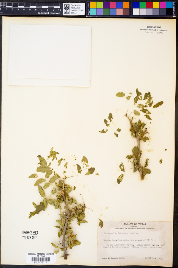 Zanthoxylum hirsutum image