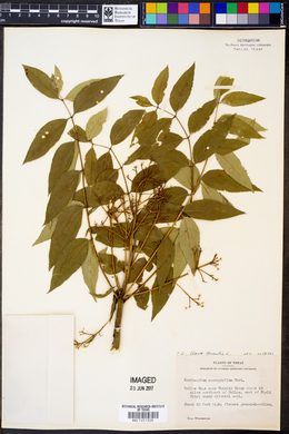 Zanthoxylum clava-herculis image