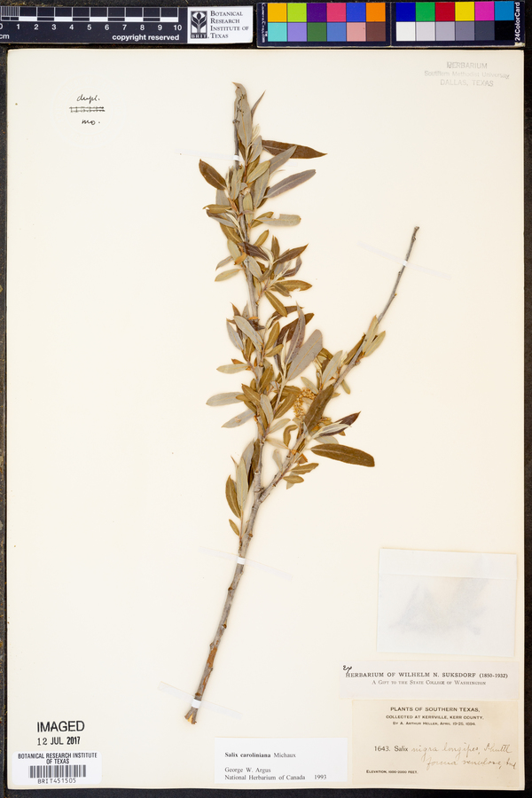 Salix caroliniana image