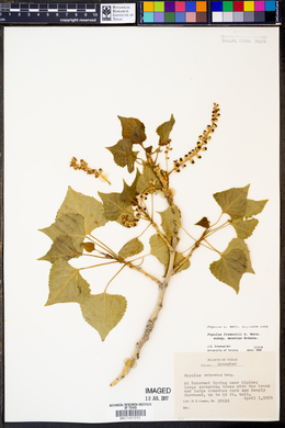 Populus fremontii subsp. mesetae image