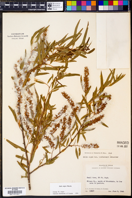 Salix nigra var. lindheimeri image